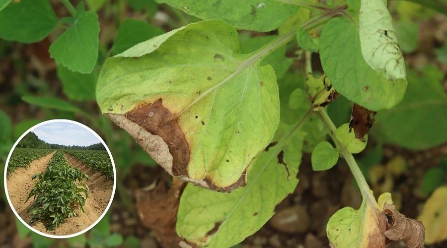 Best ways to protect potato crops from blight disease