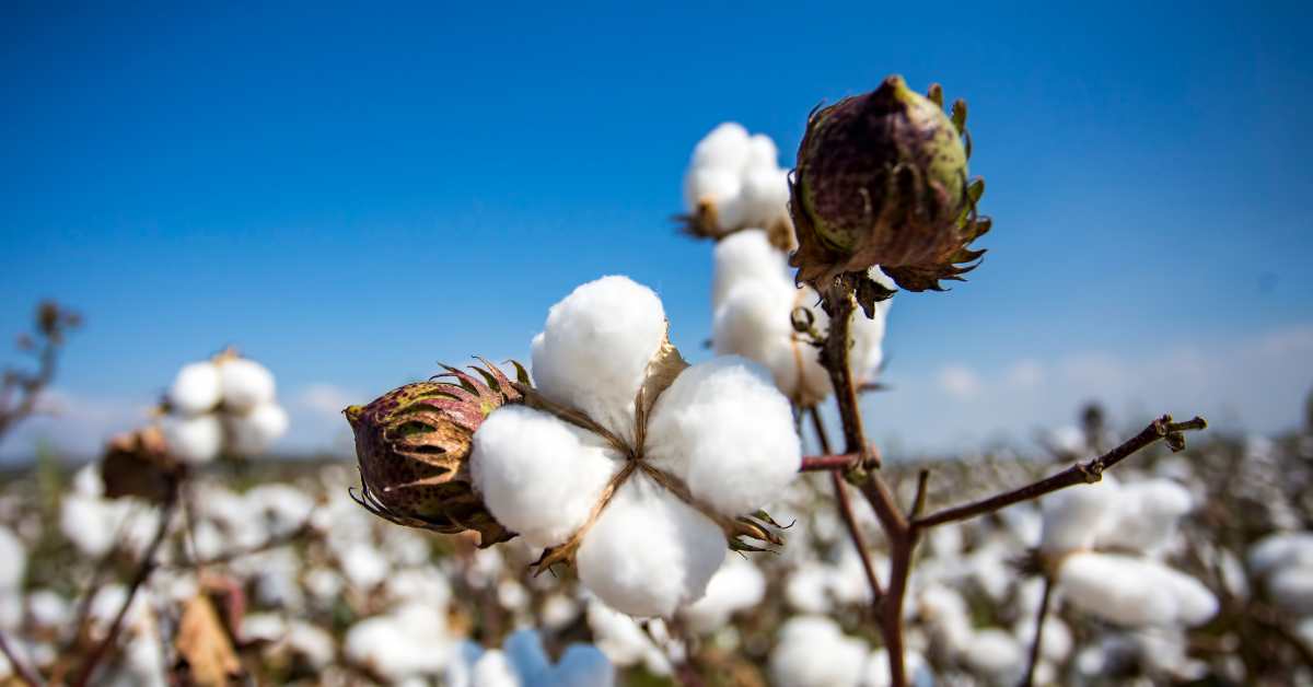 Learn about advanced varieties of cotton