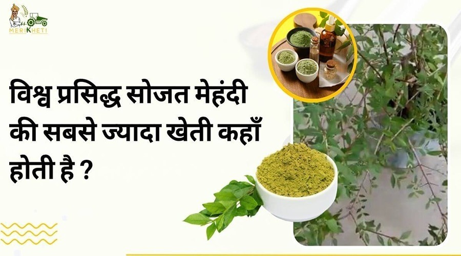 Where is the world-famous Sojat Mehndi cultivated the most?