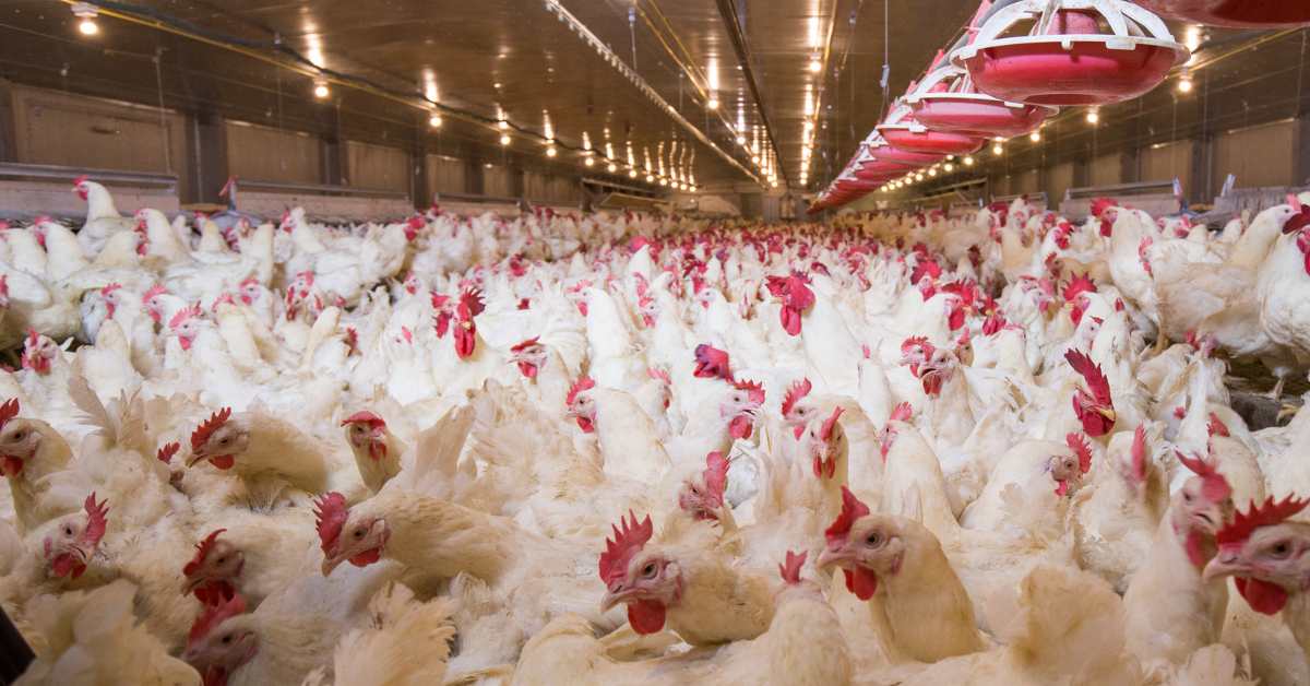 Government will provide 40 lakh rupees to open poultry farm, know complete information.