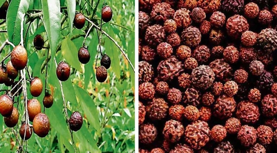 When, how and why is the planting of Rudraksha plant done?