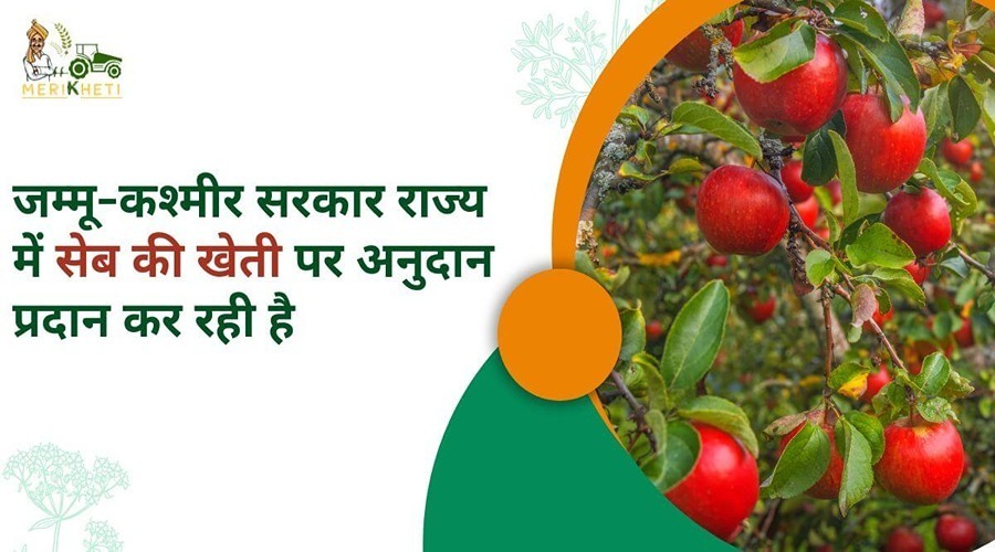 The Jammu and Kashmir government is providing subsidies for apple cultivation in the state.
