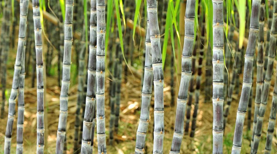 Sugarcane price will increase in this state, sugarcane farmers will get benefits