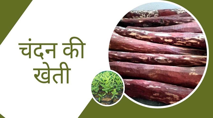 Farmers to get prosperous in short span by Sandalwood Cultivation,by this project of scientists.