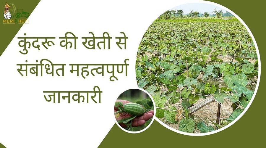 किसान राजू कुमार चौधरी ने कुंदरू की खेती से संबंधित महत्वपूर्ण जानकारी प्रदान की है