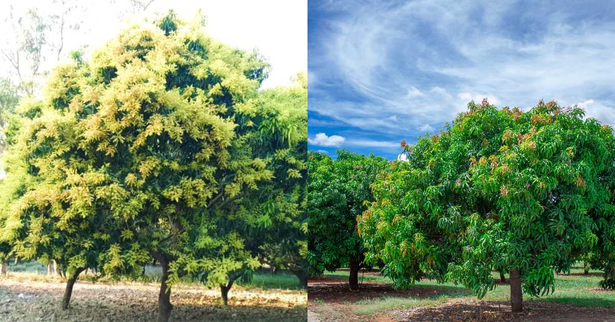 Optimal environmental conditions and orchard management for mango flowers to  blossom.