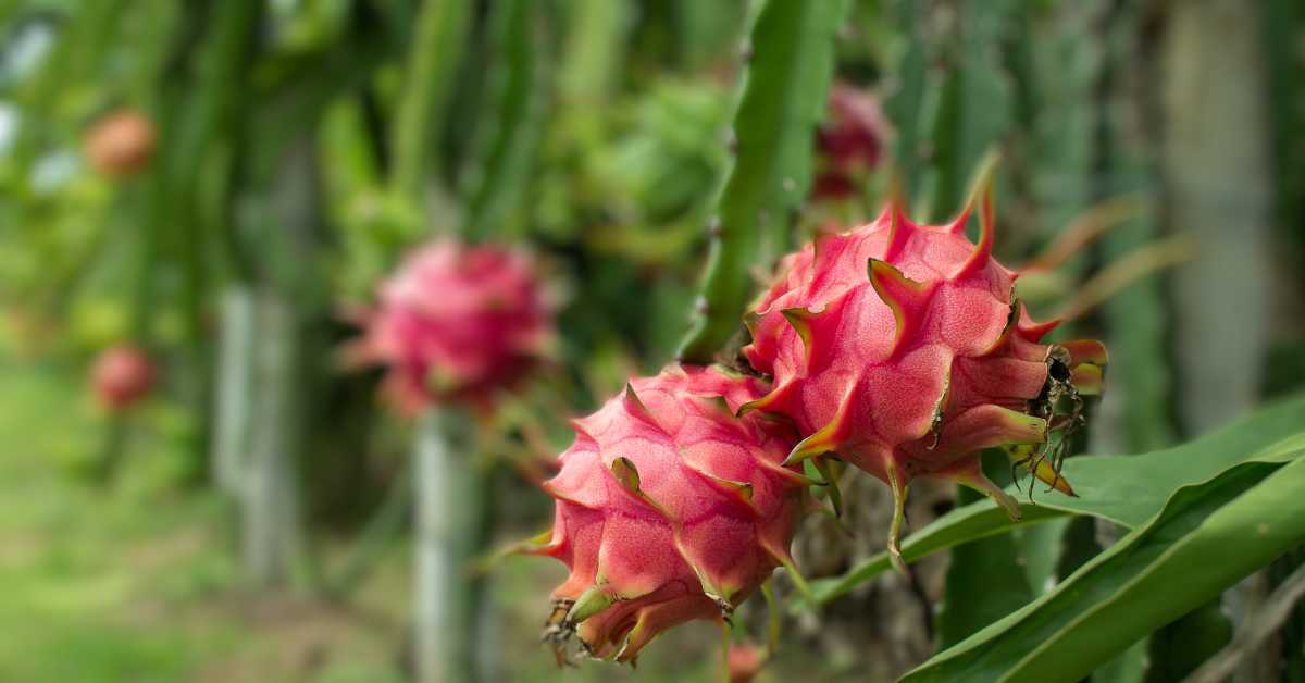 Farmers can earn good profits by cultivating dragon fruit.