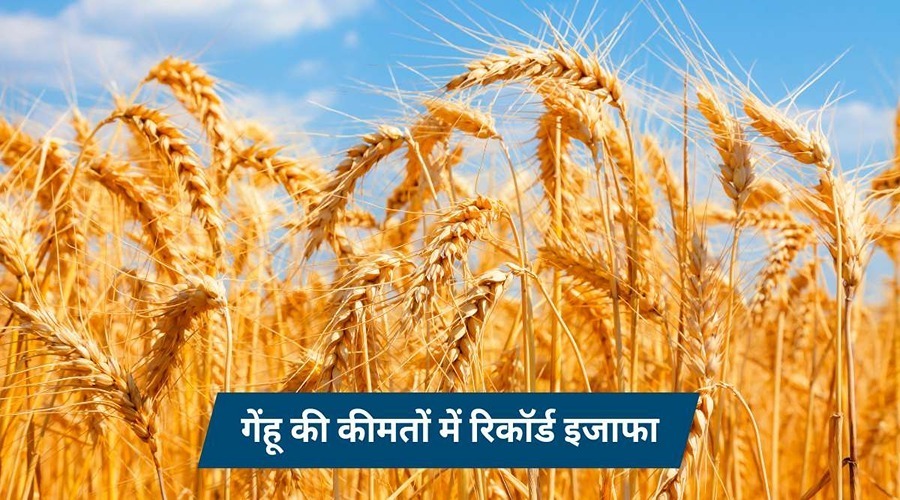  Record increase in wheat prices before Diwali