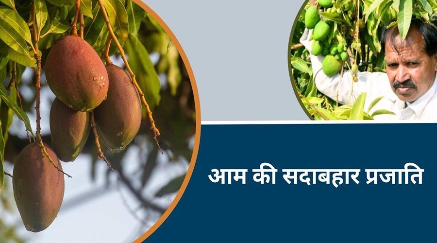 This evergreen,full of sweetness variety of mango produces fruits throughout the year