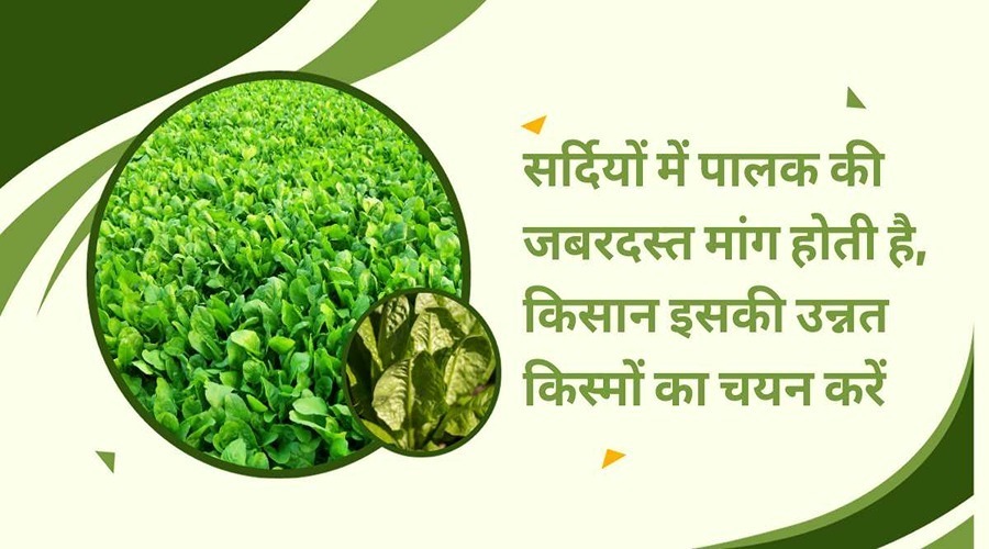 There is a tremendous demand for spinach in winter, farmers choose its improved varieties