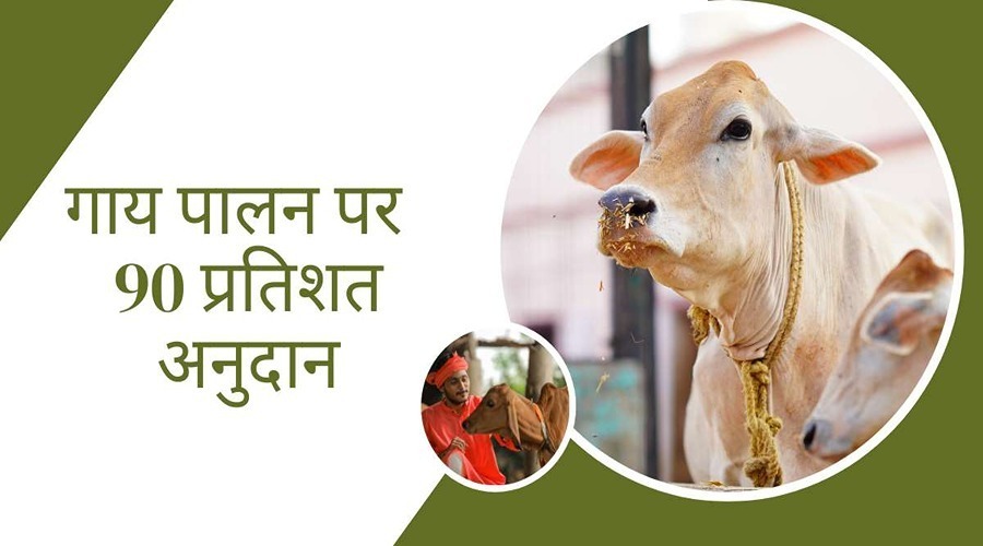 Rajasthan government will give 90 percent subsidy on cow rearing.