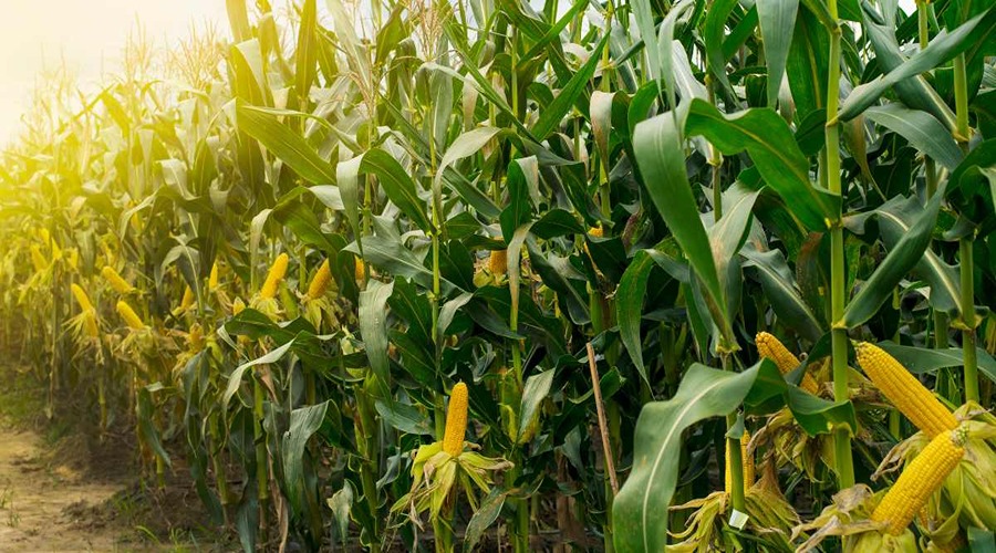  Sweet corn farming changed the fortunes of progressive farmer Dinesh Chauhan