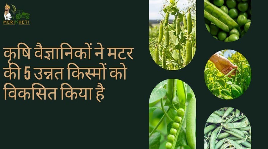Agricultural scientists have developed 5 improved varieties of peas