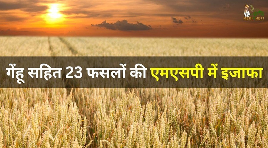  Before Diwali, the central government can increase the MSP of 23 crops including wheat.