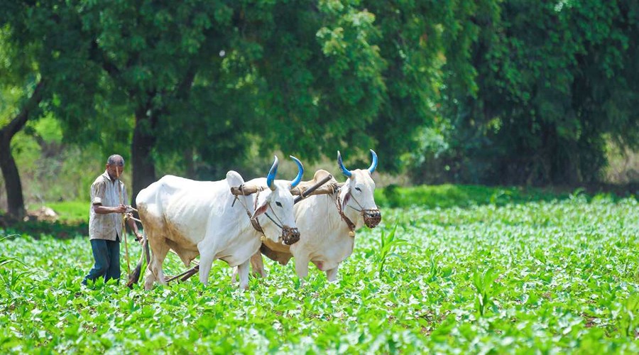 Farmers must do this work before January 31 or else the installment will get stuck.