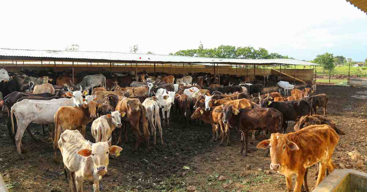 भारतीय गाय नस्लों का वर्गीकरण और उनके अनूठे गुण