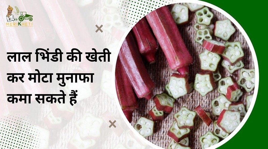  Farmers can earn huge profits by cultivating Lal Bhindi due to its medicinal properties.