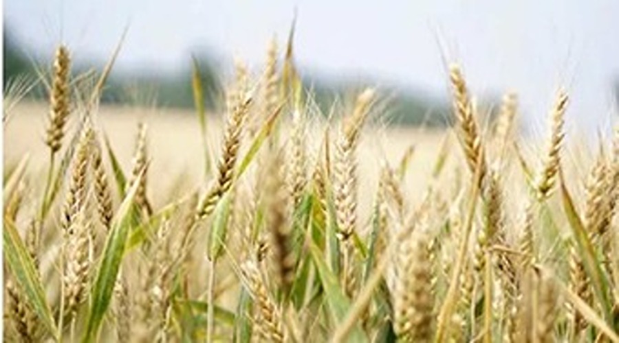 Scientists developed heat tolerant varieties to avoid the stress of heat to the wheat crop