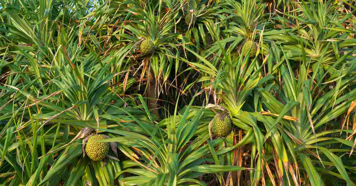 Kewda Flower: कैसा होता है केवड़ा का फूल, उपयोग और इसकी खेती से संबंधी सम्पूर्ण जानकारी