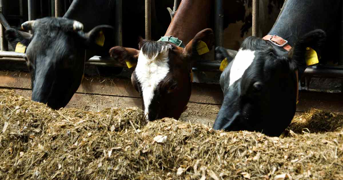 संतुलित मिश्रित पशु आहार: दूध उत्पादन बढ़ाने के लिए महत्वपूर्ण