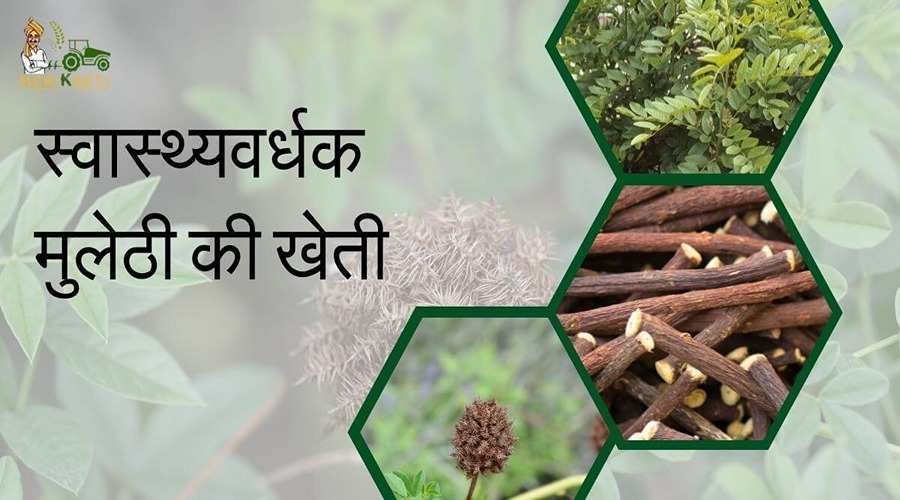 Cultivation of healthy liquorice is a profitable deal for the farmers.