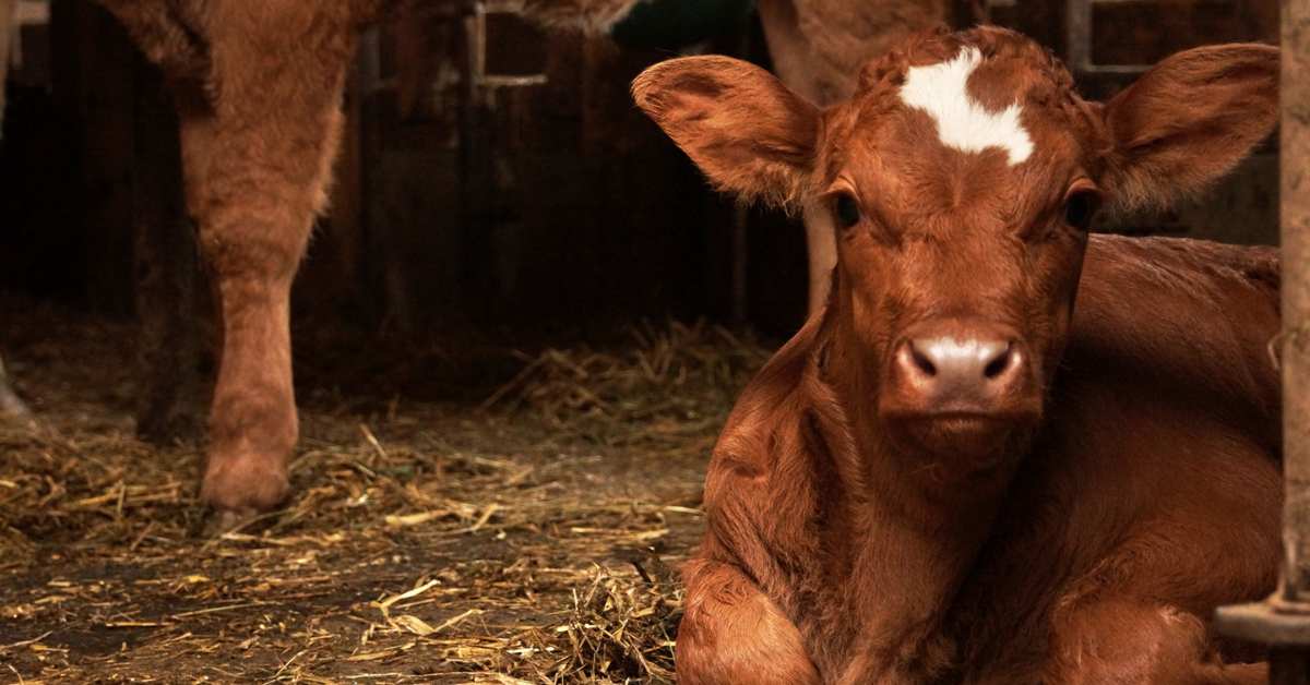 With this technology developed by scientists, now only female calves will be born.