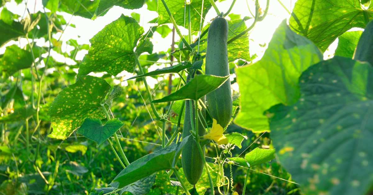 Important facts on enhanced cucumber cultivation