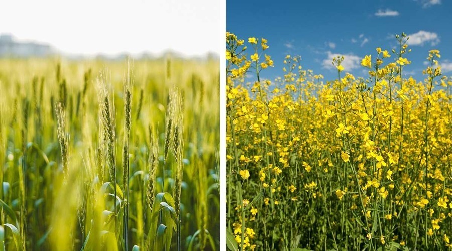 Direction guidelines from Pusa scientists for Rabi season crops like wheat and mustard 