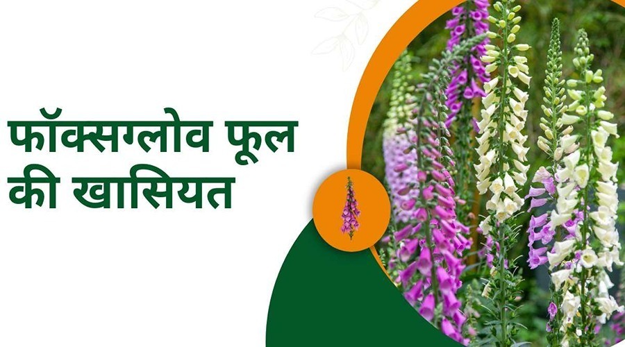  Learn about the specialty of foxglove flower and its disadvantages