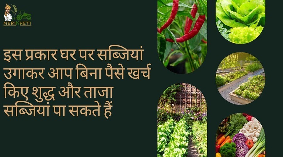 By growing vegetables at home you can get pure and fresh vegetables without spending money.