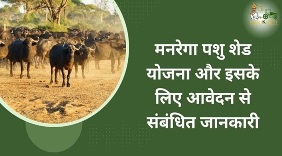Information related to MNREGA Cattle Shed Scheme and application for it