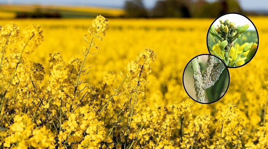  Importance of Pesticides in Protecting Mustard Crops from Aphids