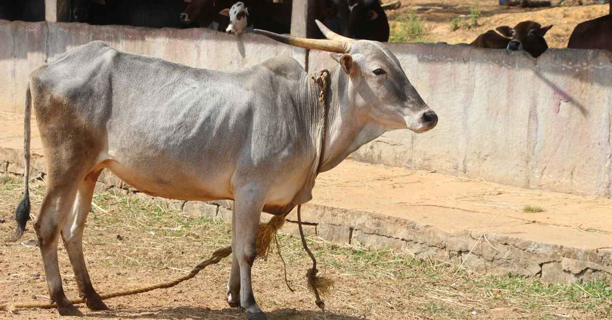 अमृतमहल गाय: भारत की ऐतिहासिक नस्ल, जानें खासियत और उपयोगिता