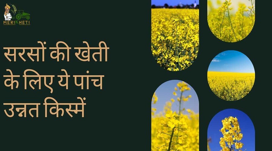 These five advanced varieties are quite spectacular for mustard cultivation in the Rabi season.