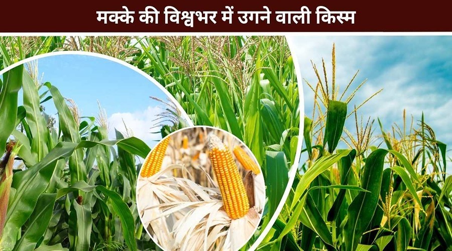 Know about the varieties of maize grow around the world
