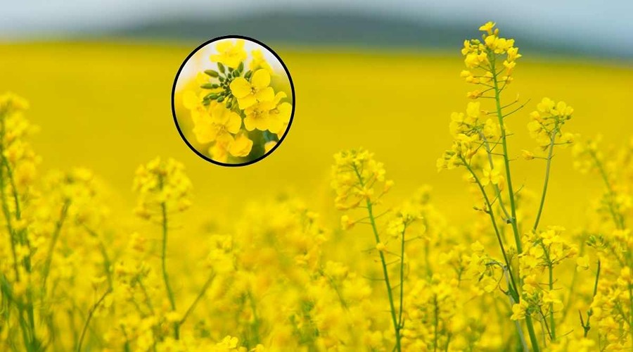 GM Mustard: What is GM Mustard and its benefits?