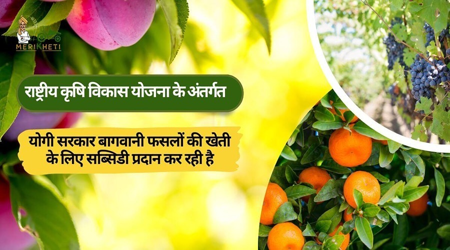 राष्ट्रीय कृषि विकास योजना के अंतर्गत योगी सरकार बागवानी फसलों की खेती के लिए सब्सिडी प्रदान कर रही है