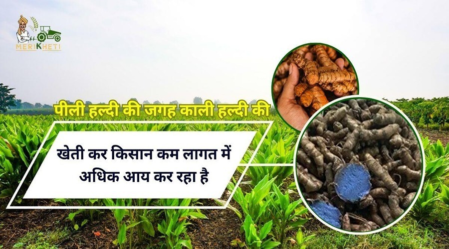 By cultivating black turmeric instead of yellow turmeric, farmers are earning more income at less cost.