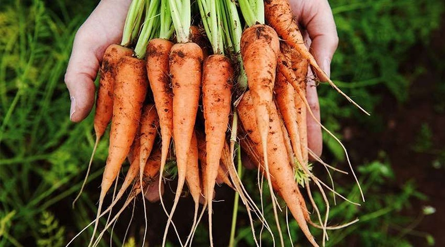 Carrot Farming: गाज़र की खेती: लाखों कमा रहे किसान