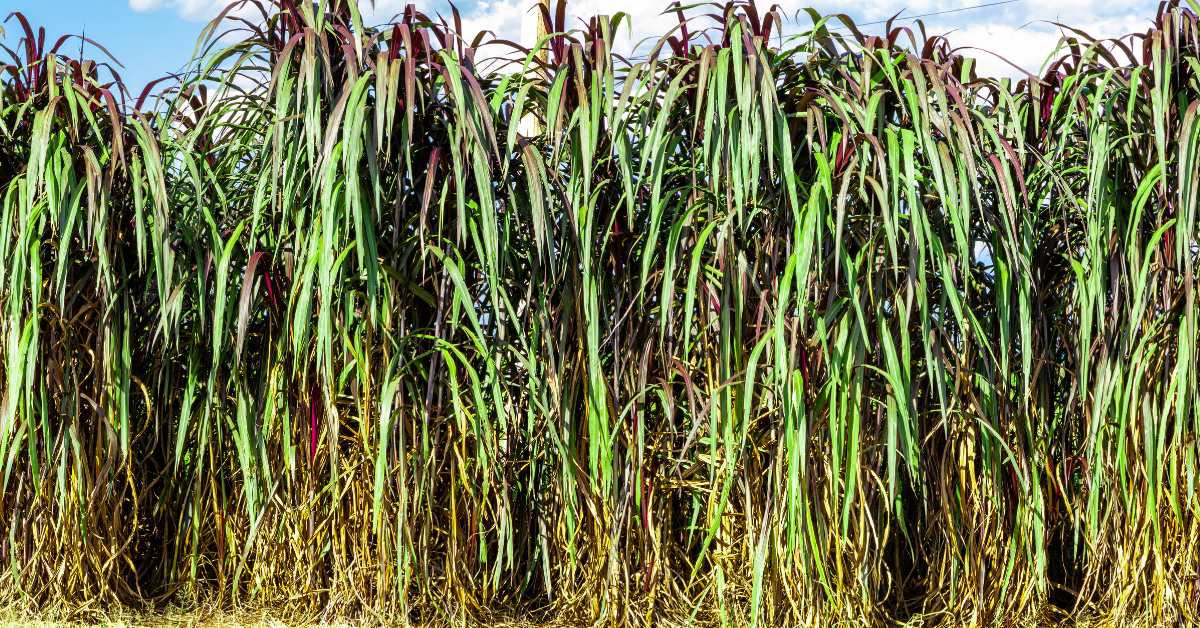 Know about Napier grass which eliminates the problem of animal fodder in summer.