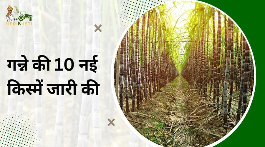 The government of India has released 10 new varieties of sugarcane after consultation with the Central Seed Committee.