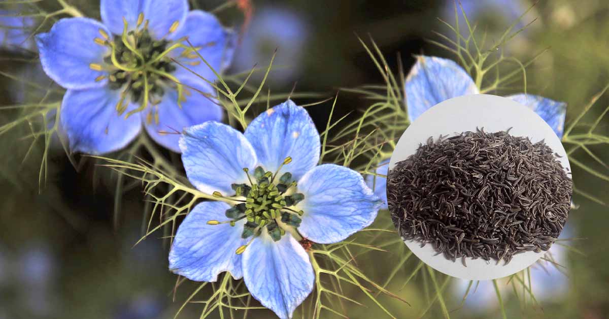 A close-up of vibrant blue-black cumin (Nigella sativa) flowers alongside a heap of black cumin seeds