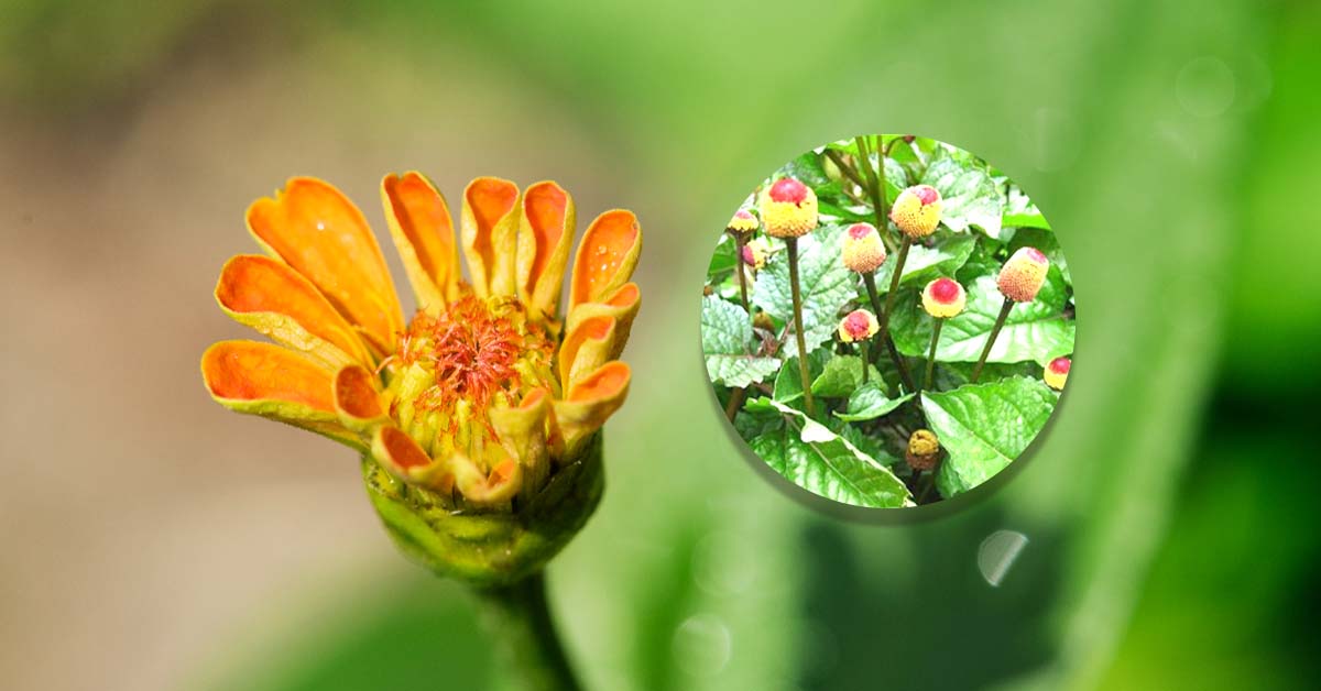 Close-up view of a vibrant orange flower, with an inset showcasing its unique button-like flowers and green foliage