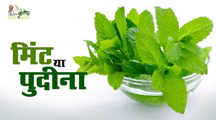पुदीने की खेती - Mint Planting & Harvesting in Hindi