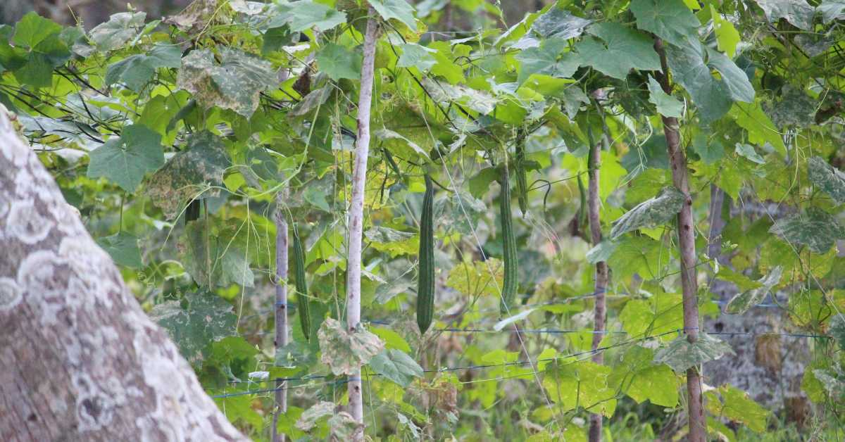 Farmers can earn profits by cultivating Zucchini, advanced varieties of Zucchini