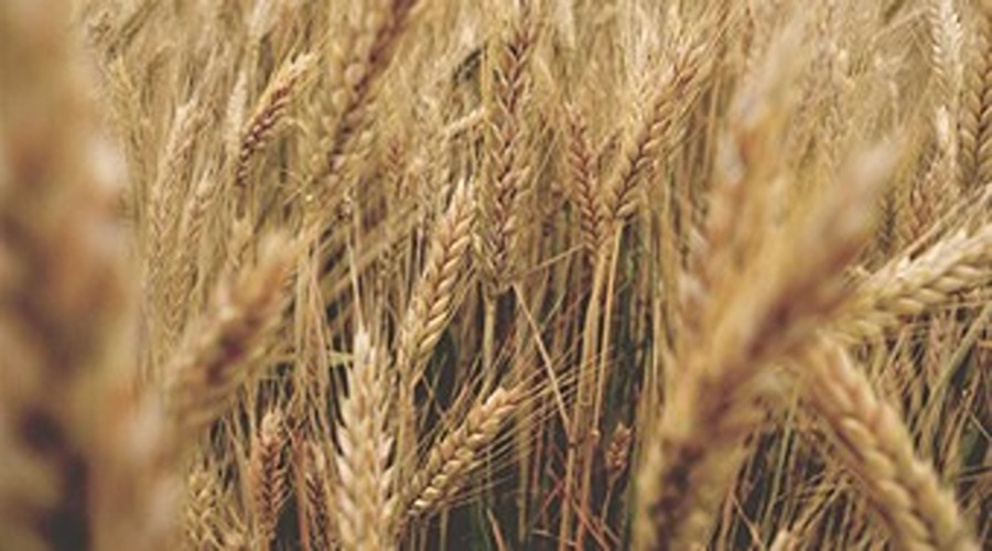 To Save the wheat and barley crop from Chepa (Al)