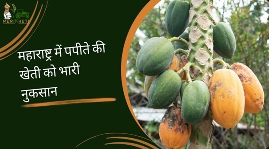  Yellow mosaic virus causes huge damage to papaya cultivation in Maharashtra 