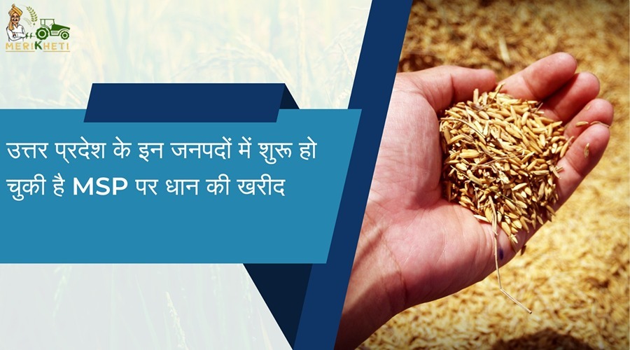 : Procurement of paddy on MSP has started in these districts of Uttar Pradesh