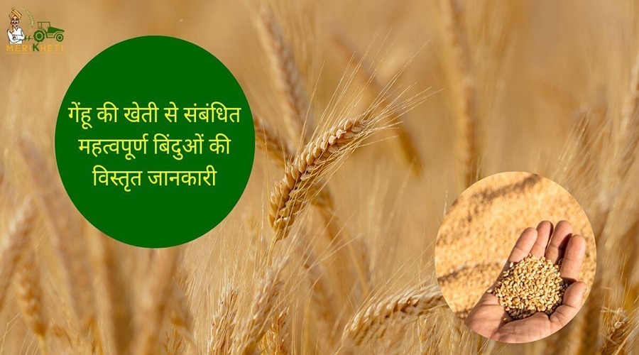 Detailed information on crucial aspects of wheat cultivation.