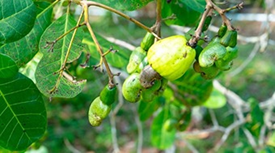  Let's know complete information about cashew nut cultivation